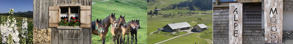 Alpe Moos Fam. Steinhauser Hochhädrich