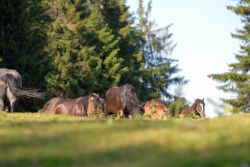 Alpe_Moos_Steinhauser_Riefensberg_Sommer_1
