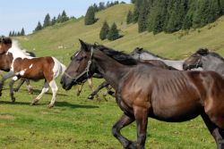 Alpe_Moos_Steinhauser_Riefensberg_Sommer_3